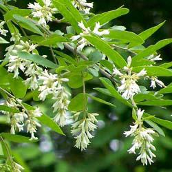Honeysuckle